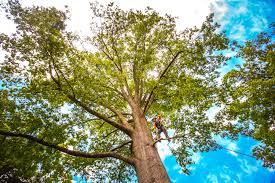 Trusted Boonville, MO Tree Care Experts