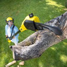 How Our Tree Care Process Works  in  Boonville, MO