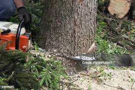 Pest Control for Lawns in Boonville, MO