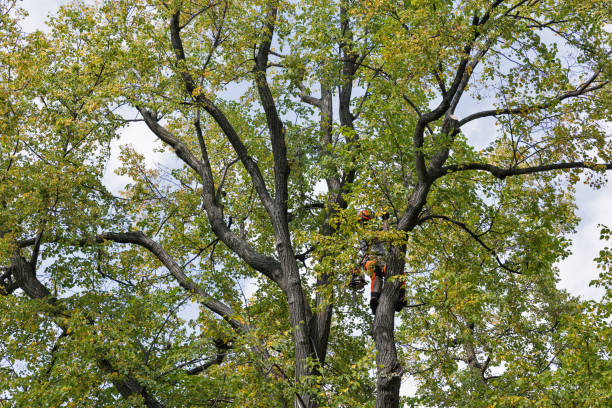 Best Tree Trimming and Pruning  in Boonville, MO